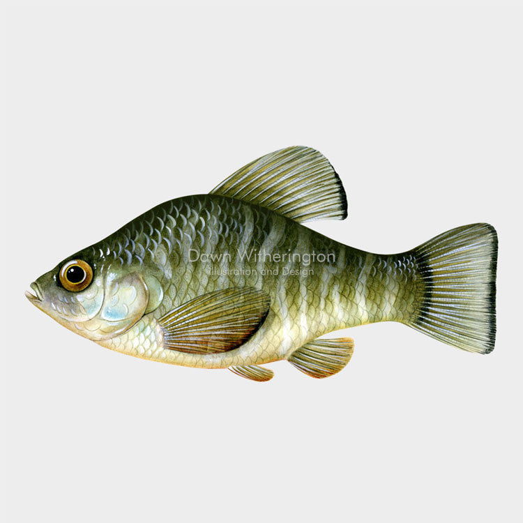 This beautiful illustration of a sheepshead minnow, Cyprinodon variegatus, is biologically accurate in detail.