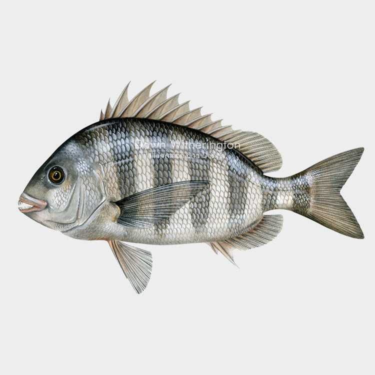 This beautiful illustration of a sheepshead, Archosargus probatocephalus, is biologically accurate in detail.
