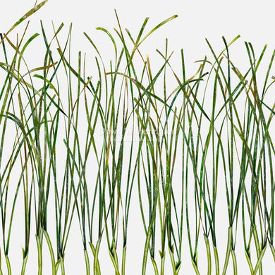 Shoal Grass