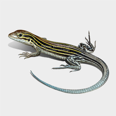 Six-lined Racerunner