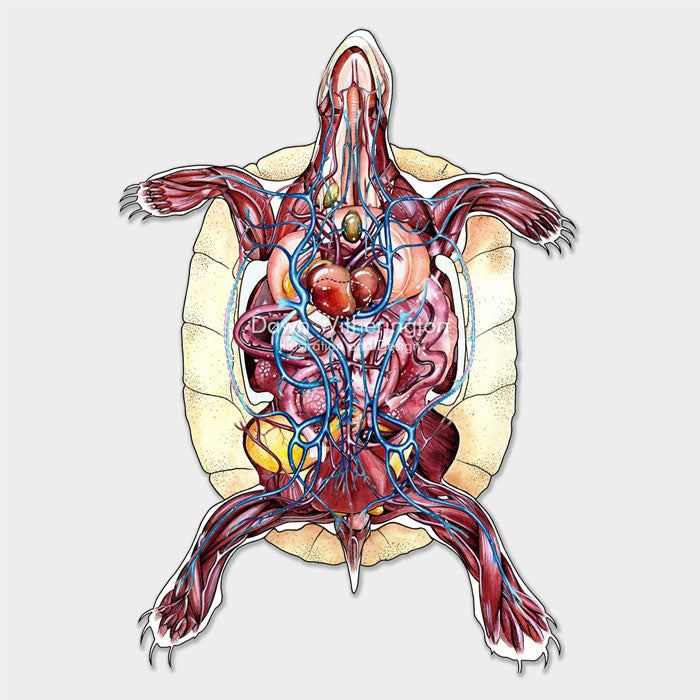 This chelonian anatomy shows skeletal, muscular, gastro-intestinal, respiratory, arterial, and venous systems combined.