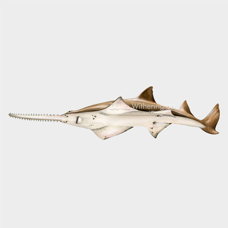 This beautiful ventral illustration of a smalltooth sawfish, Pristis pectinata, is biologically accurate in detail.
