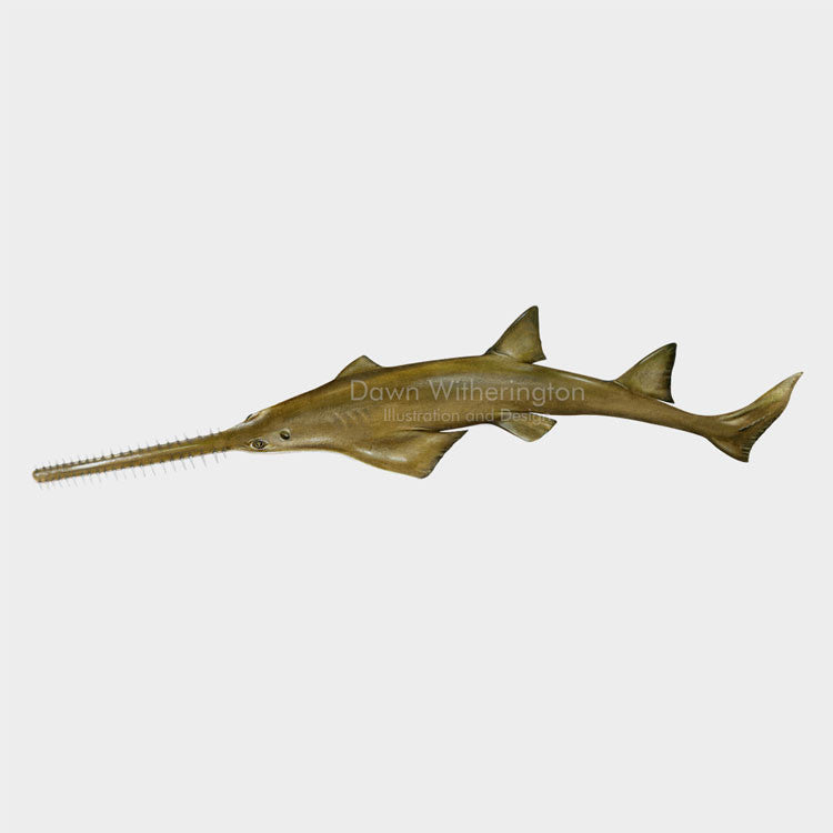 This wonderful drawing of a smalltooth sawfish, Pristis pectinata, is biologically accurate in detail.