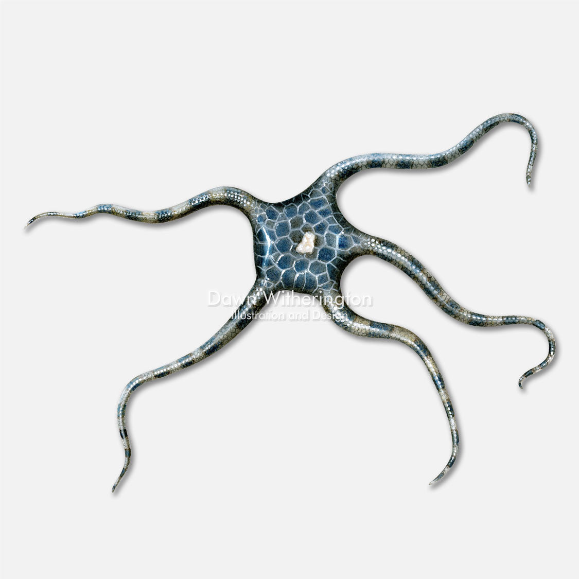 This beautiful illustration of a smooth brittle star, Ophioderma spp., is accurate in detail.