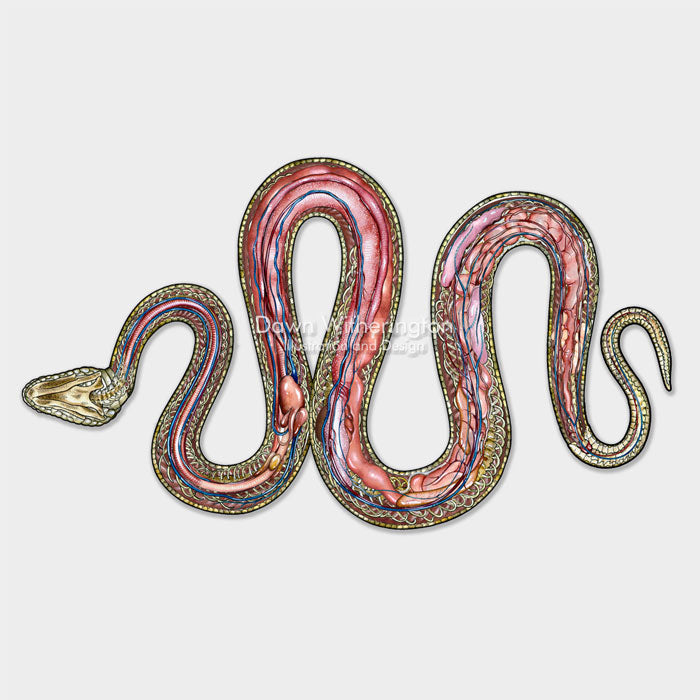 Snake Muscle Anatomy Snake Skull, Sense Organs | Britannica