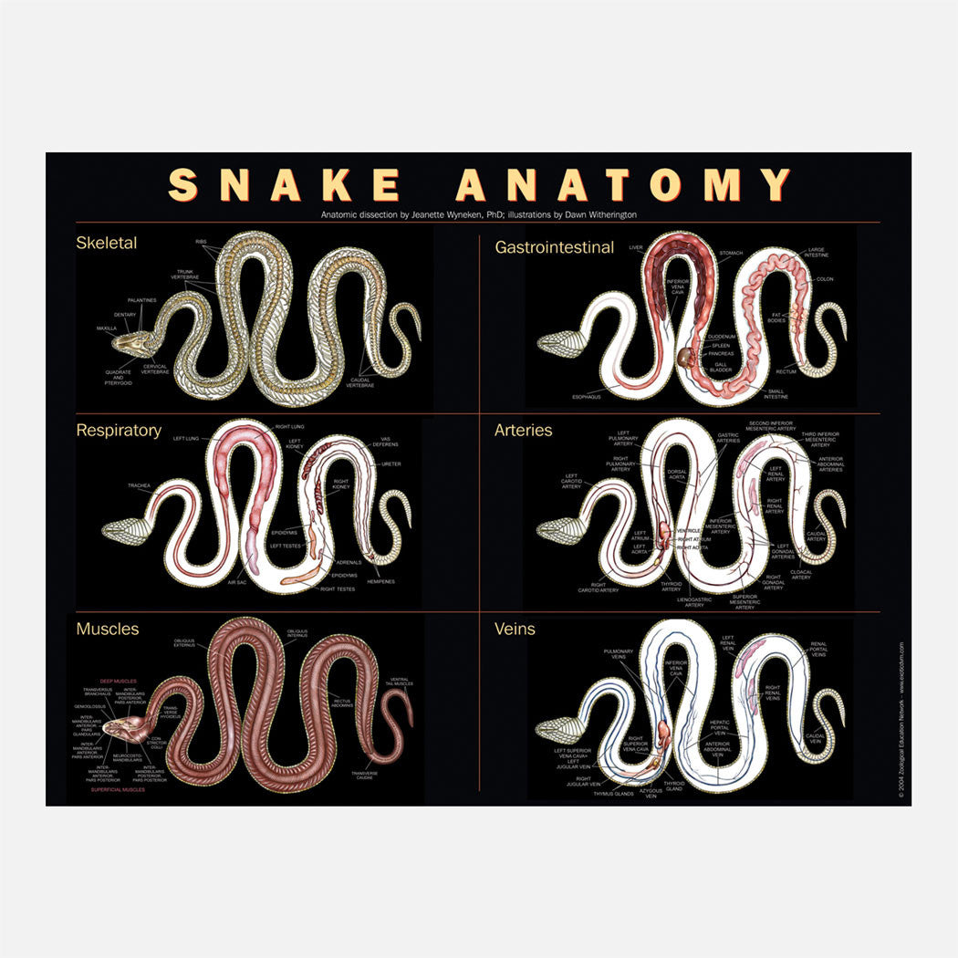 This beautiful snake anatomy poster shows skeletal, muscular, gastro-intestinal, respiratory, arterial, and venous systems.