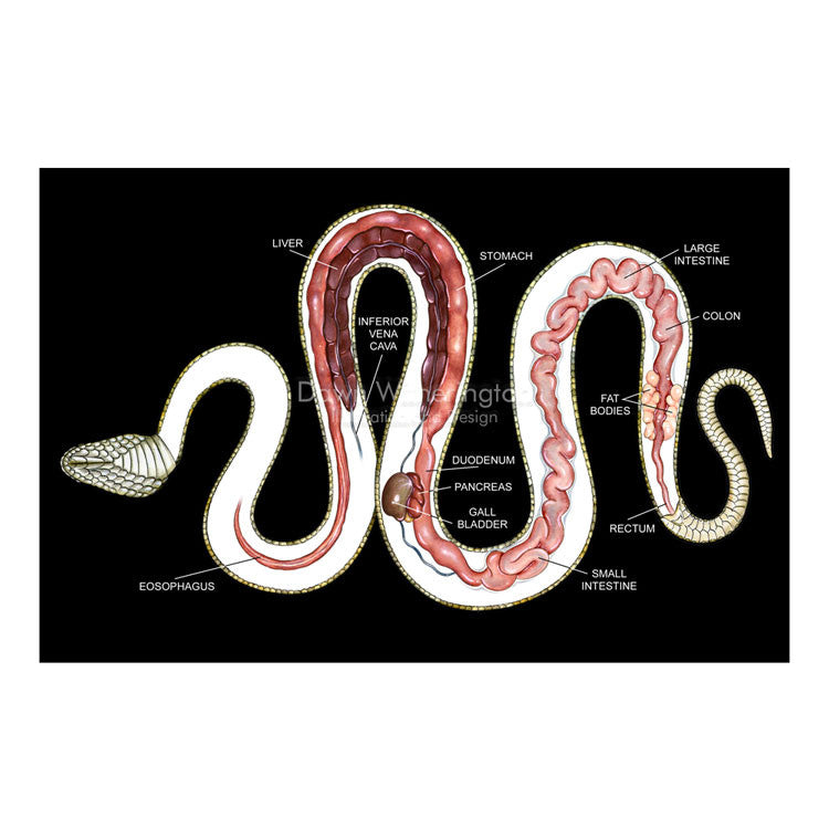 Gastro-intestinal snake anatomy