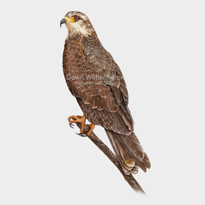 This beautiful illustration of a female snail kite, Rostrhamus sociabilis, is biologically accurate in detail.