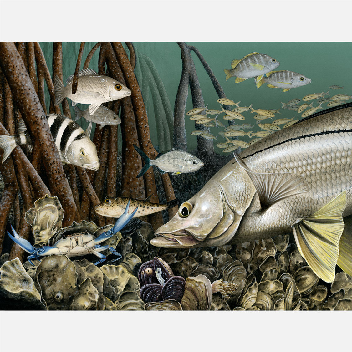 This beautiful, highly detailed and accurate illustration of an oyster reef from a predator's view. The art features a snook and several other Florida fish species.