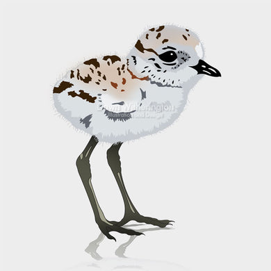 This is a cute graphic illustration of a snowy plover chick (Charadrius nivosus).