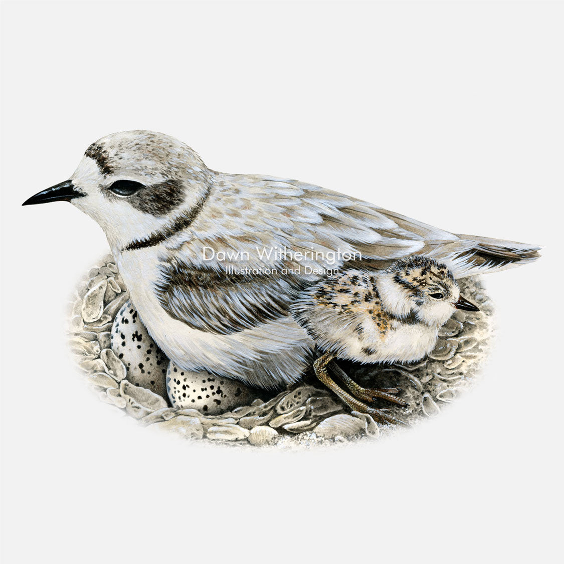 This beautiful illustration of a snowy plover, Charadrius nivosus, with chick, is biologically accurate in detail.