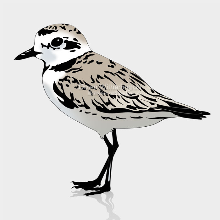 This is a cute graphic illustration of a snowy plover (Charadrius nivosus).