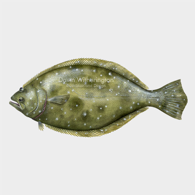 This beautiful drawing of a southern flounder, Paralichthys lethostigma, is biologically accurate in detail.
