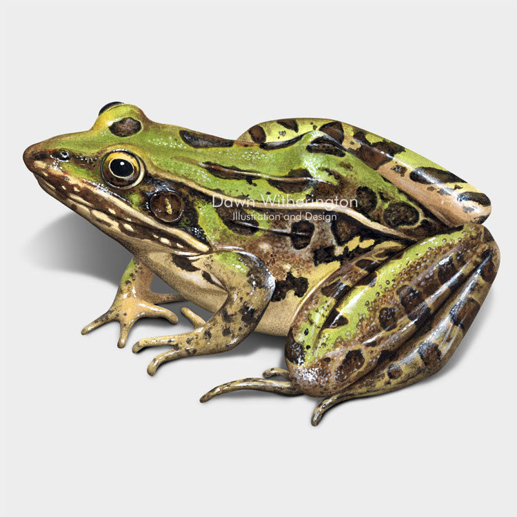 This wonderful drawing of a Southern leopard frog, Lithobates sphenocephalus, is biologically accurate in detail.
