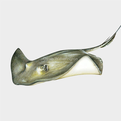 This beautiful illustration of a southern stingray (Hypanus americanus) is biologically accurate in detail.