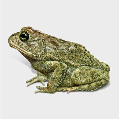 Southern Toad