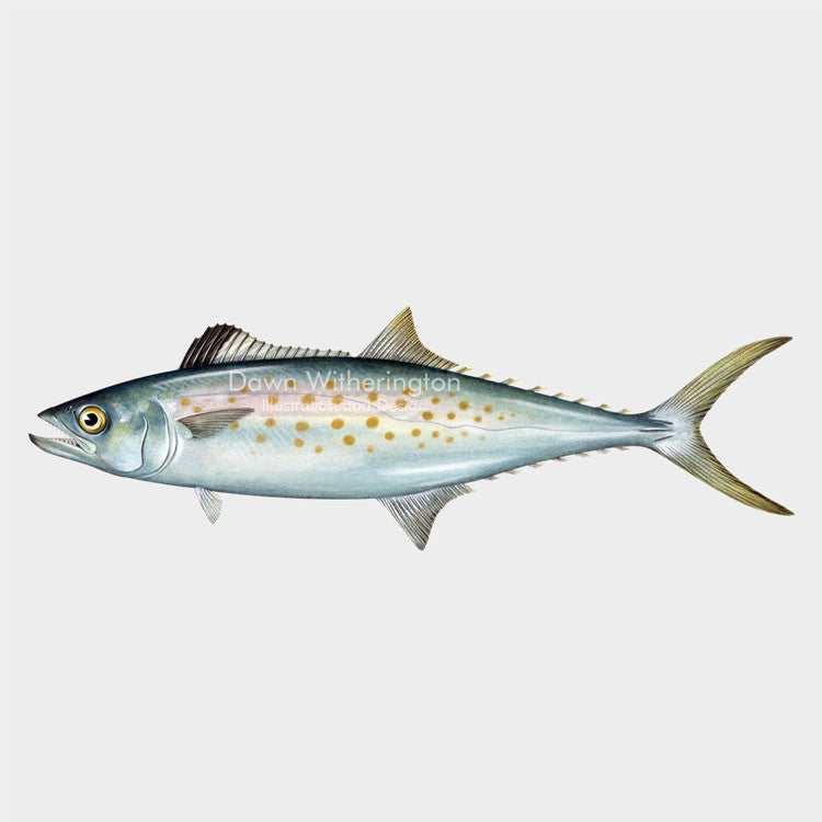This wonderful drawing of an Atlantic Spanish mackerel, Scomberomorus maculatus, is biologically accurate in detail.