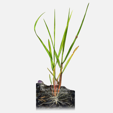 This beautiful illustration of smooth cordgrass, Spartina alterniflora, is botanically accurate in detail.