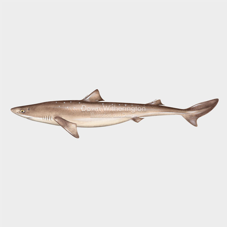 This wonderful drawing of a spiny dogfish, Squalus acanthias, is biologically accurate in detail.