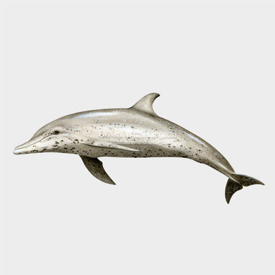 This drawing of a spotted dolphin, Stenella frontalis, is beautifully deatailed.
