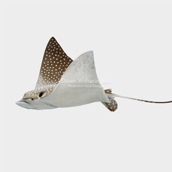 This beautiful drawing of a spotted eagle ray, Aetobatus narinari, is biologically accurate in detail.