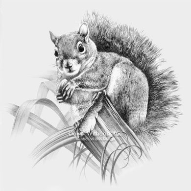 This lovely pencil drawing of an eastern gray squirrel, Sciurus carolinensis, is beautifully detailed.
