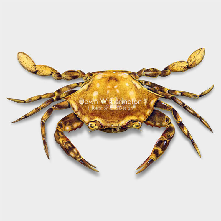 This beautiful illustration of a sargassum crab, Portunus sayi, is biologically accurate in detail.