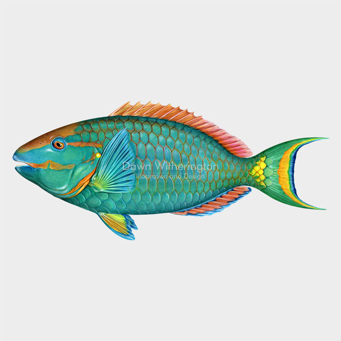 This beautiful illustration of a supermale stoplight parrotfish, Sparisoma viride, is biologically accurate in detail.