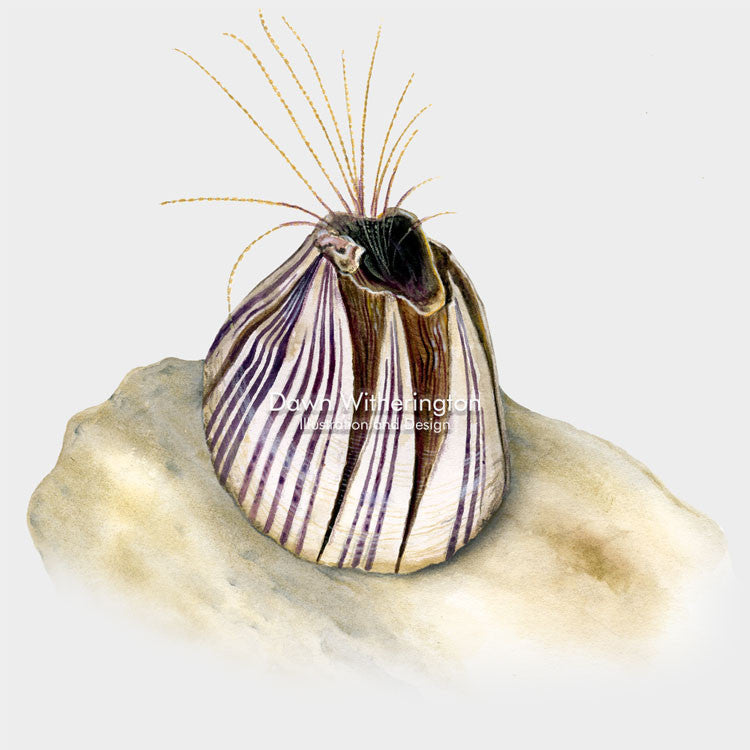 This beautiful drawing of a striped barnacle, Balanus amphitrite, is biologically accurate in detail.