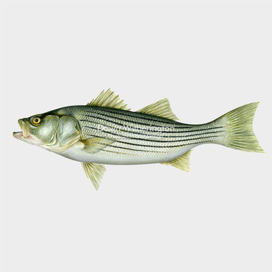 Striped bass (striper)