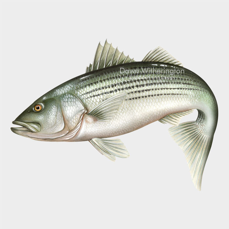 This beautiful drawing of a  striped bass (striper), Morone saxatilis, is biologically accurate in detail.