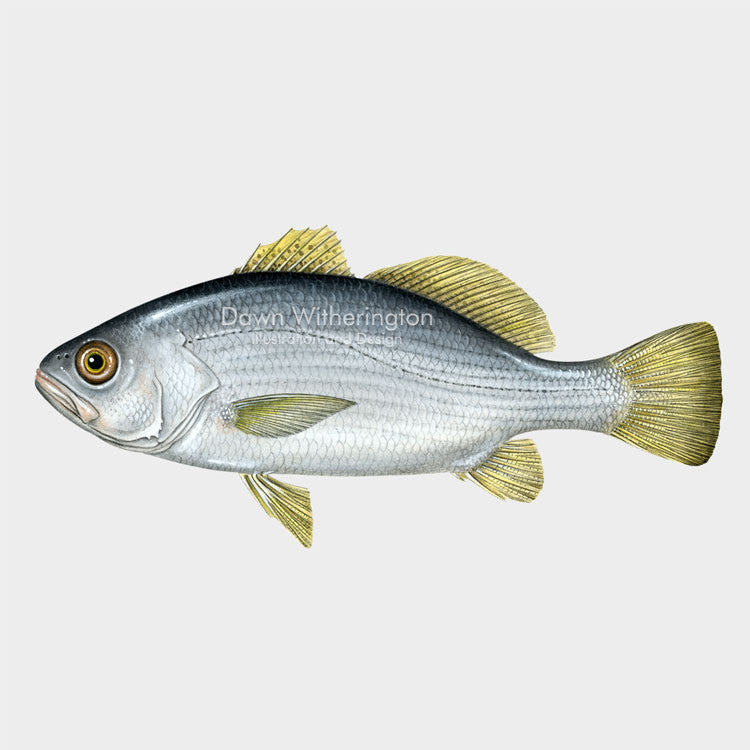 Striped Croaker – drawnbydawn