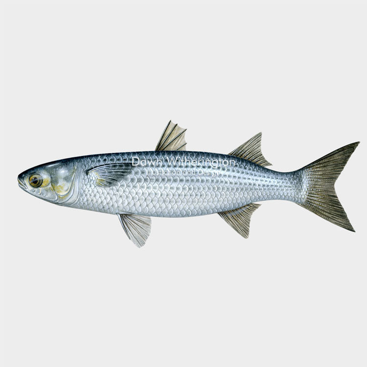 This wonderful drawing of a striped mullet (Mugil cephalus), is biologically accurate in detail.