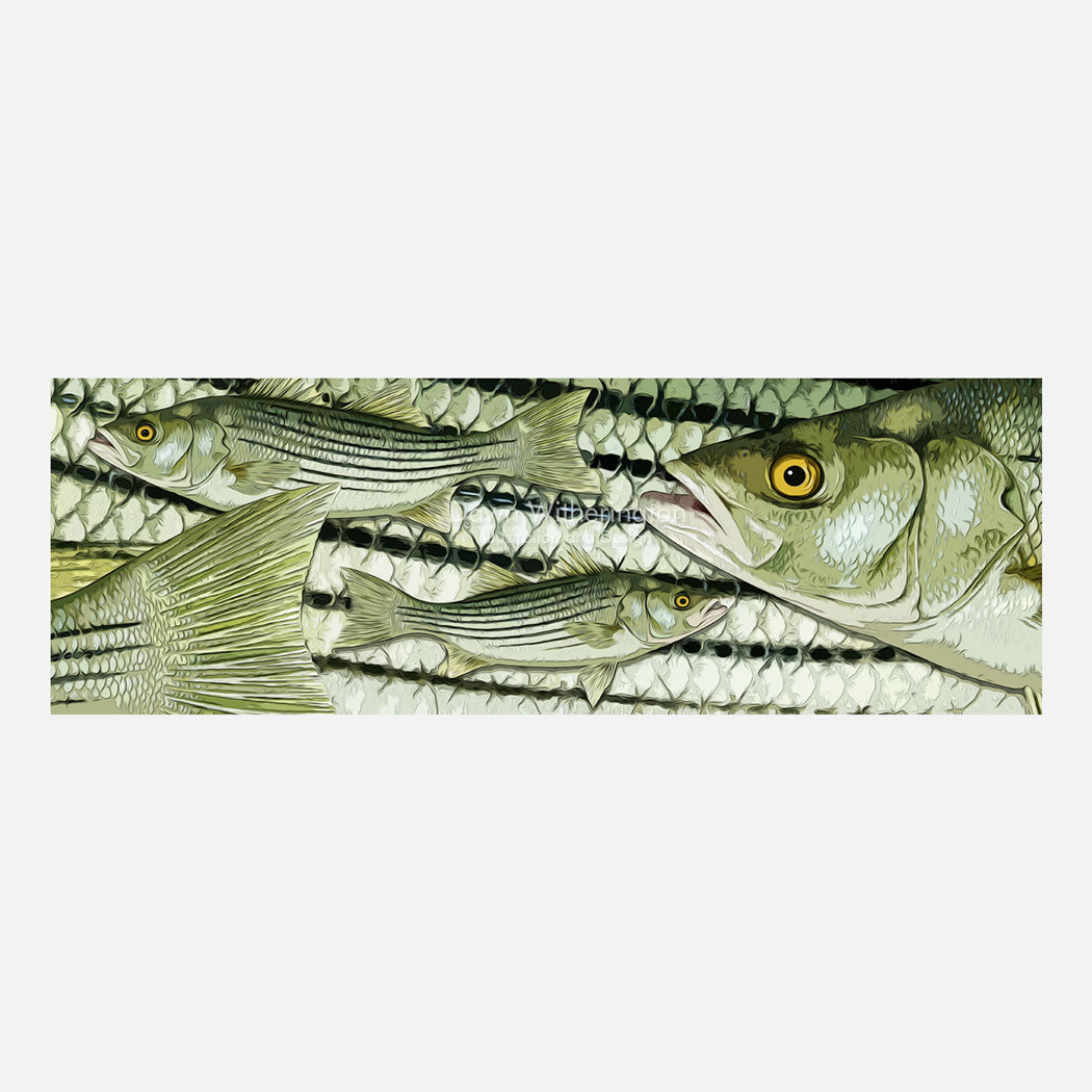 Striped bass graphic