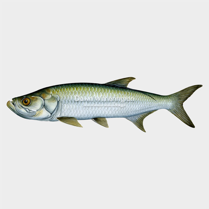 This beautiful illustration of a subadult Atlantic tarpon, Megalops atlanticus, is biologically accurate in detail.