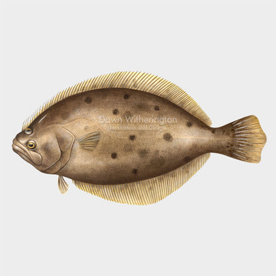 This beautiful illustration of a summer flounder, Paralichthys dentatus, is biologically accurate in detail.