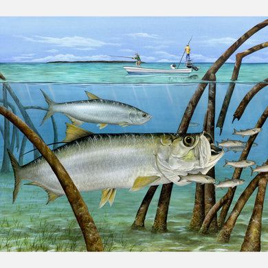 This beautiful illustration of Atlantic tarpon, Megalops atlanticus, foraging on mullet in red mangroves is biologically accurate in detail.