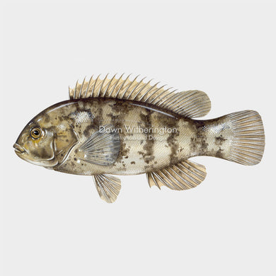 This beautiful illustration of a tautog, Tautoga onitis, is biologically accurate in detail.