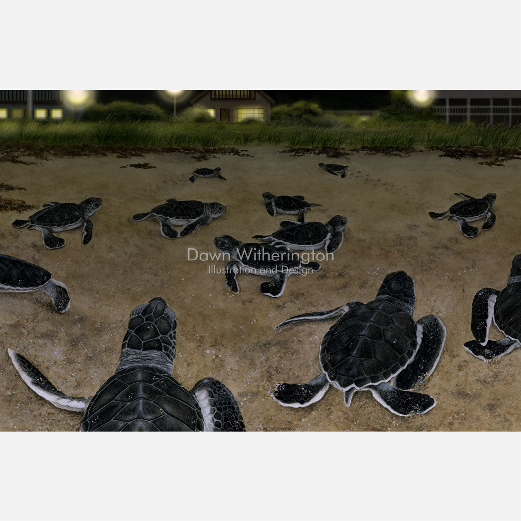 This illustration is of green turtle green turtle hatchlings, Chelonia midas, disoriented by bad lights. 