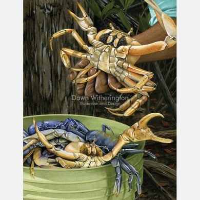 This illustration of a blue land crab, Cardisoma guanhumi, harvest. 