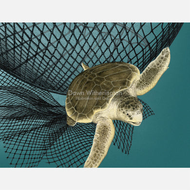This illustration is of an olive ridley sea turtle, Lepidochelys oliveacea, escaping a shrimp net through a turtle excluder devise (TED). 