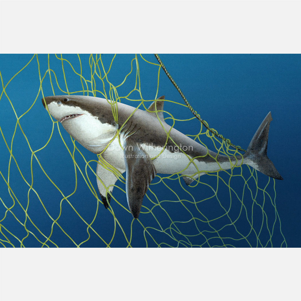 This illustration is of a white shark, Carcharodon carcharias, caught in a gill net. 