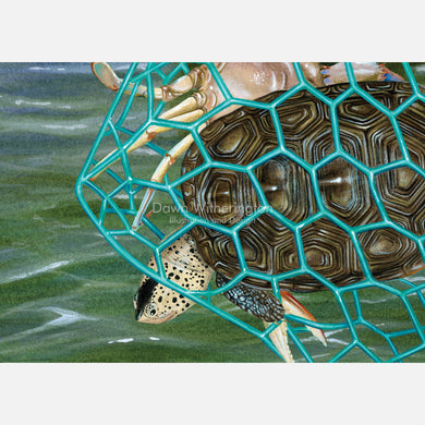 This illustration is of an east coast diamondback terrapin, Malaclemys terrapin tequesta, escaping a blue crab trap through a turtle excluder device (TED). 
