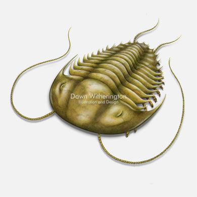This beautiful drawing of a trilobite is biologically accurate in detail.