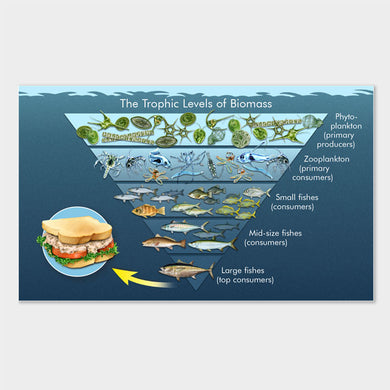 This is a detailed graphic illustration depicting the trophic levels of biomass in the Gulf of Mexico.