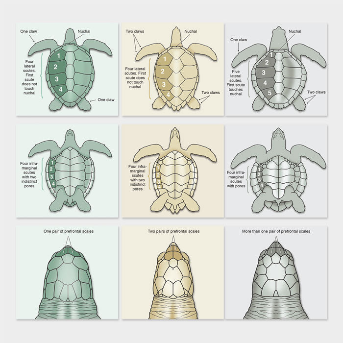 These illustrations of sea turtle scute identification is accurate in detail.