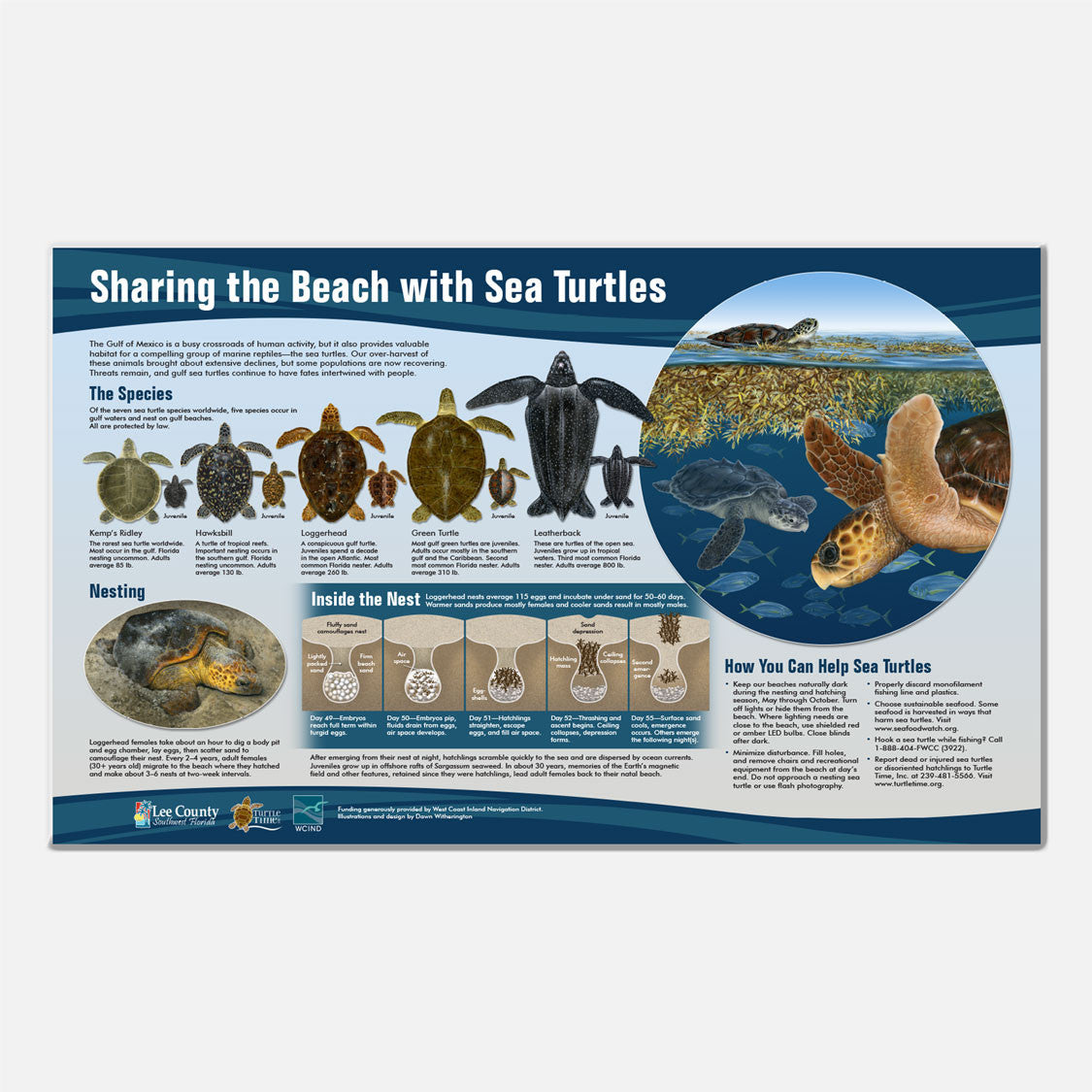 This beautifully illustrated display about Florida's five species of sea turtles is accurate in detail.