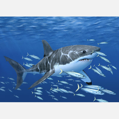 This beautiful, highly detailed illustration is of a white shark, Carcharodon carcharias, amongst a school of fish. 