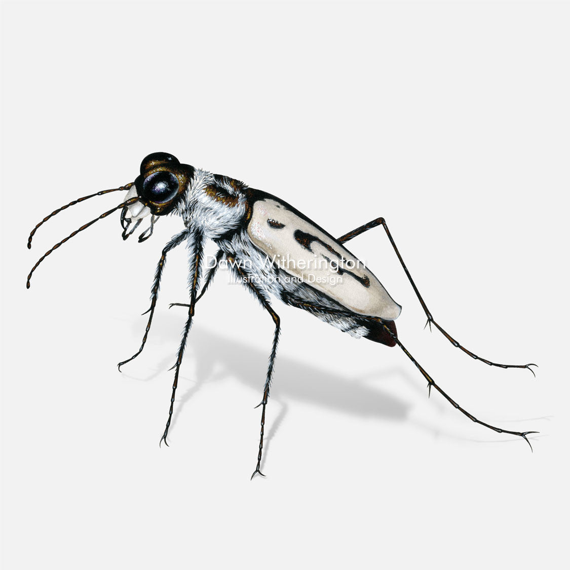 This wonderful illustration of a a white beach tiger beetle, Cicindela dorsalis, is biologically accurate in detail.