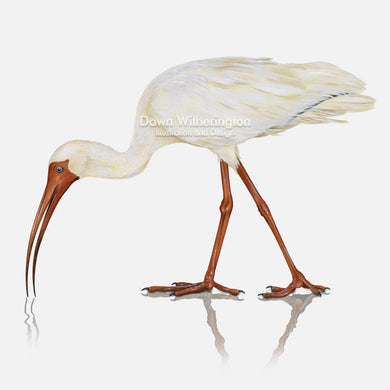 This beautiful illustration of a white ibis, Eudocimus albus, is biologically accurate in detail.